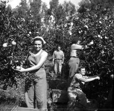 Three women picking oranges in a grove.