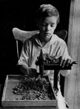 A Young Boy Slices Swiss Chard, 1917