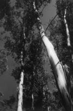 "Eucaliptus (Punta del Este)," 1950