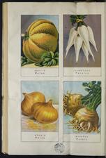 Old book page with vegetable imagery and captions