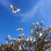 A flock of white doves settle in a tree. 