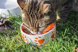 Stock Image of Cat with Cat Food 