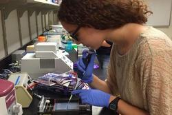 2016-2017 Rising Voices Fellow Maya Jodidio Pipetting DNA into a Gel