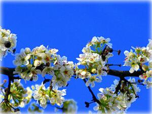 Flowering Cherry