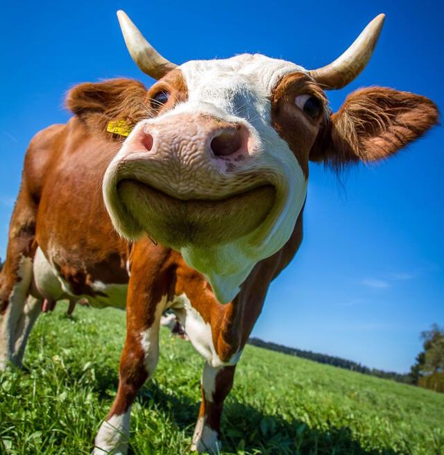 Close up image of a cow
