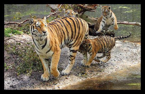 Tiger Mother